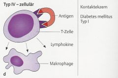 - APC präsentieren spezifisches Antigen an Sensibilisierte spezielle TH1-Lymphozyten (Delayed Type Hypersensitivity (DTH)-Lymphozyten)
→ DTH-Lymphozyten sezernieren bestimmte Zytokine (IL-2, TNF-α, IFN-γ)
→ Einwanderung und Aktivierung von ...