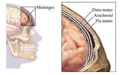 1. Dura mater (outer layer)
2. Arachnoid (middle layer)
3. Pia mater (closest to brain)
PAD