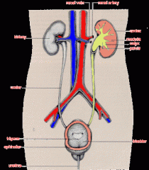 1. Kidneys
2. Ureters
3. Urinary bladder
4. Urethra