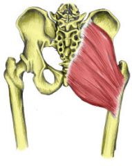 actions-  the UPPER abducts and lateral rotates of thigh

the LOWER extends and laterally rotates thigh 

origins- it originates on the posterior illiac crest, sacrum, coccyx and lumbar fascia 

insertions- it inserts on the oblique ridge of...