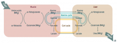 In muscle:
- Glucose → Pyruvate
- Pyruvate → Lactate

Cori Cycle:
- Lactate transported from muscle to liver

In liver:
- Lactate → Pyruvate
- Pyruvate → Glucose (overlaps with Alanine Cycle)

Cori / Alanine Cycle:
- Glucose tr...