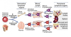 - Originate from common lymphoid precursor in bone marrow (derivative of hematopoietic stem cell)
- B cells develop in bone marrow
- T cells develop in thymus
