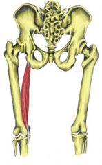 actions- it flexes the knee and extends the hip

origins- ischial tuberosity 

insertions- the upper medial aspect of tibia