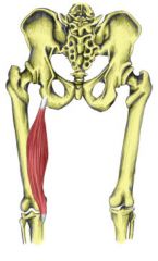 actions- it flexes the knee and extends the hip

origins- ischial tuberosity and it's deep to the semitendinosus 

insertions- medial tibial condyle