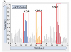 3 regions of hypervariability (complementarity-determining = CD regions)
-CDR1, CDR2, CDR3