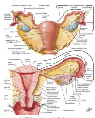 uterus
uterine tube/fallopian tube
ovaries
vagina
external genitalia