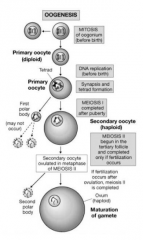 primary oocytes formed before birth
at puberty, primary oocytes in metaphase I recommence development, few at a time, once a month
completes meiosis I, forms large secondary oocyte and small polar body
proceeds to metaphase of meiosis II and stops...