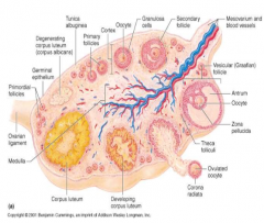 epithelium (covering)
tunica albuginea
cortex: germ cellls (ovum) in follicles
medulla: supporting tissues