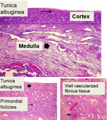 well-vascularized fibrous tissue
help contractile function during extrusion of egg at ovulation
