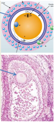 glycoprotein membrane surrounding oocyte
first appears in unilaminar primary oocytes
secreted by oocyte and follicular cells
binds to spermatozoa and initiates acrosome reaction and fertilization