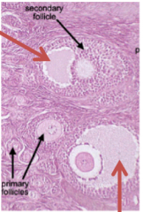 follicular fluid space in secondary follicle
fluid is released with oocyte at ovulation
'carries' oocyte out of follicle
helps enter into fallopian tube