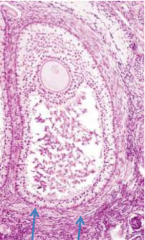 interna: inner epithelium layer surrounding developing follicle in ovary
responds to leutenizing hormone to synthesize/secrete androgens
transported to glomerulosa cells which process it to estrogen


externa: outer layer surrounding developing fo...