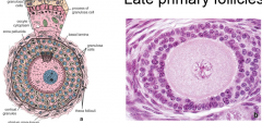 multilayered mass of granulosa cells surround oocytetheca cells around primary follicle
basal lamina between granulosa and theca interna
no antrum


