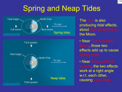 The Sun is also 
producing tidal effects, 
about half as strong as 
the Moon. 
• Near Full and New 
Moon, those two 
effects add up to cause 
spring tides 
• Near first and third 
quarter, the two effects 
work at a right angle 
w.r...