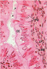 describe these cells