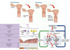 Follicle stimulating hormone (FSH)- follicle growth, estrogen production
lutenizing hormone (LH)- signals ovulation
estrogen- produced throughout by granuolsa and theca, build up uterine endometrium
progesterone- produced in second half of cycle b...