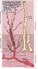 spiral arteries between stratum functionale and basale 
degenerate and regenerate with menstrual cycle (estrogen/progesterone)
vasoconstriction followed vasodilation prior to menstruation results in necrosis of endometrium