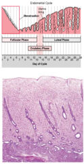 days 5-14
development of ovarian follicles
epithelial cells develop microvilli and cilia with estrogen
regenerate: surface epithelium, lamina propria, uterine glands, coiled arteries