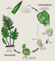 -vascular
-female and male gametophyte
-spores require water to disperse, germinate