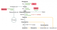 Congenital deficiency of homogentisate oxidase in degradative pathway of tyrosine to fumarate
- Autosomal recessive
- Benign disease