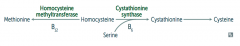 - Cystathionine synthase deficiency
- Decreased affinity of cystathionine synthase for pyridoxal phosphate (PLP)
- Homocysteine methyltransferase deficiency