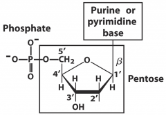DNA is a polymer of nucleotides
*Pentose sugar
*Purine or pyrimidine (nitrogenous base) attached to 1C
* Phosphate (attached to 5C)