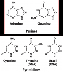 Adenine, Guanine; Cytosine, Thymine, Uracil (RNA)