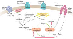1. Epinephrine binds β-receptors in liver and muscle
2. Activates adenylate cyclase
3. ATP → cAMP
4. cAMP stimulates PKA 
5a. Activates Glycogen Phosphorylase Kinase
6a. Activates Glycogen Phosphorylase
7a. Glycogen broken down into gluco...
