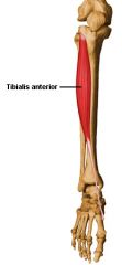actions- dorsiflexes and inverts foot

origins- upper two thirds of lateral surface of tibia and lateral condyle 

insertion- plantar surface of medial cuneiform and 1st metatarsal