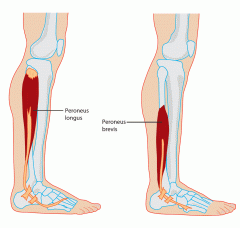actions- plantarflexes ankle and everts foot 

origins- head and upper two thirds of lateral surface of fibula 

insertion- under surfaces of medial cineiform and 1st metatarsal