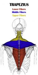 action- it elevates the claicle and scapula 

origin- it originates on the occipital protuberance and ligamentum nuchae and spines of c1-c7

insertion- inserts on the lateral third of the clavicle posterior border