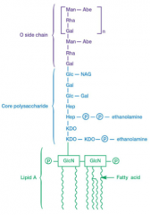 three parts:


lipid A


core polysaccharide


o side chain (o antigen)