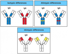 - Within light and heavy chain constant regions - single amino acid interchanges (allotypic difference)
- May serve as epitopes (the part of an antigen molecule to which an antibody attaches itself)