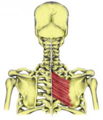 action- it retracts and medially rotates the scapula 

origin-  C7-T1 and T2- T5

insertion- it inserts on the medial border of scapula below spine