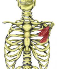 action-protracts and laterally rotates scapula 

origin-anterior surface of ribs 3-5

insertion- inserts on the caracoid process of scapula