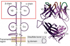 - α chain 
- β chain

- Each has a variable and a constant region, connected to one another with disulfide linkages