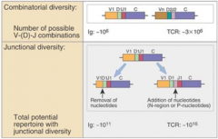- Nucleotides randomly removed or added from Ig and TCR
- Form of adding diversity to Igs and TCRs