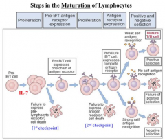 - 1st checkpoint: Failure to express pre-lymphocyte receptors

- 2nd checkpoint: Failure to express antigen receptor