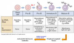 - Stem cell: germline DNA
- Pro-B: germline DNA
- Pre-B: recombined H chain gene (VDJ); µ mRNA
- Immature B: recombined H chain gene, κ or λ genes; µ and κ or λ mRNA
- Mature B: alternative splicing of primary transcript to form Cµ and ...