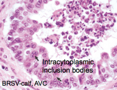 Bovine Respiratory Syncytial Virus (BRSV)
- forms eosinophilic intracytoplasmic inclusion bodies in airways. Forms syncytial cells