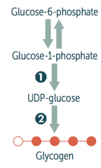 Glucose → Glucose-6P → Glucose-1P 

Glucose-1P → UDP-Glucose via UDP-Glucose Pyrophosphorylaes

UDP-Glucose → Glycogen via Glycogen Synthase

Glycogen can add branches via Branching Enzyme