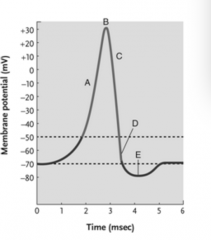 At what point in this action potential diagram does the onset of Na+ channel inactivation stop the inward flow of Na+?