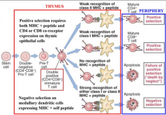 Result of positive and negative selection during T cell maturation in thymus