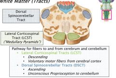 1) Lateral Corticospinal tract (LCST):
-Descending
- Voluntary motor fibers from cerebral cortex
2) Dorsal Spinocerebellar Tracts (DSCT)
- Ascending
- Unconcious Proprioception to cerebellum