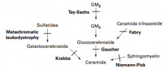 Gaucher Disease
- Deficiency of Glucocerebrosidase (β-glucosidase)
- Accumulate Glucocerbroside
- Autosomal recessive