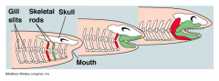 The agnathans had gill pouches that were supported by simple cartilaginous gill bars, firsstly, the anterior gill bars became jaws and the posterior bars retained respiratory function. 