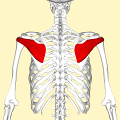 Actions- external rotation, horizontal abduction, extension and stabilisation

Origin- it originates on the infraspinatus fossa just below the spine of the scapula 

Insertion- posterior aspect of greater tubercle of humerus. it's posterior to...
