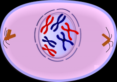 - cell breaks down nuclear envelope 
- centrioles form mitotic spindles 
- DNA changes chromatin to chromosomes