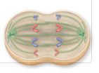 Centromeres split/movepart and sister chromatids separate