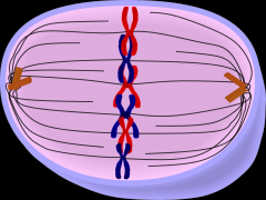 - shortest phase


- nuclear envelope is gone & centrioles have formed mitotic spindles
-chromosomes line up at the middle of the mitotic spindle 
- meta = middle